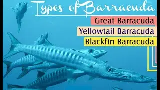 A List of Different Types of Barracuda Fish