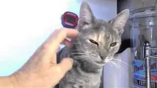 Cat with Chronic URI on OTC Antibiotics