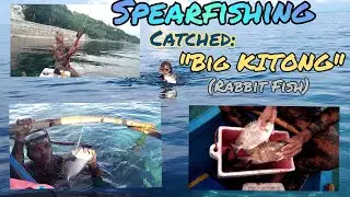 Spearfishing||Catched:Big Rabbit Fish/KITONG #SpearfishingPh #RabbitFish #Kitong
