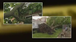 Severe storm downs trees in Stickney and Berwyn, Illinois