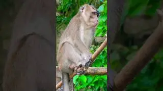 Monkey business 🙈 Sta. Catalina Monkey Sanctuary #shorts #ytshorts
