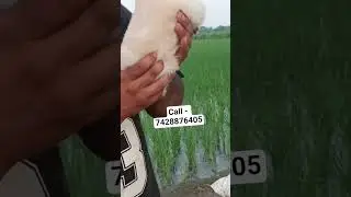chow chow puppies for sale in delhi ncr #cute #kids #song #festival #phonkagressive #softpaws