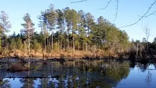 Exploring Seacorrie Swamp at the Big Woods State Forest in Sussex County, Virginia