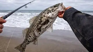 How To Catch Striped Bass in Shallow Water | Catch & Cook