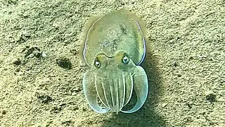 Pharaoh Cuttlefish (Sepia pharaonic or Acanthosepion pharaonic I) in 4K
