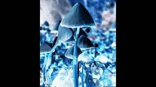 Zilense - Get down with mushrooms (Original mix)