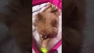 Pool time nacho dog