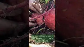 Giant sweet potato! #homesteading #harvest #growyourownfood #sweetpotato