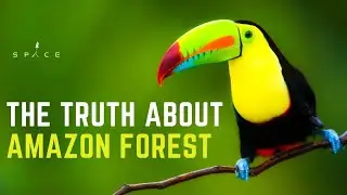 All About THE AMAZON RAINFOREST | NEED SOME SPACE