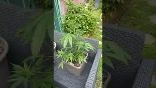 Culture ourdoor / autofloraison