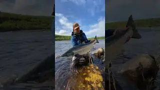 Ловля сёмги на Кольском. #kolapeninsula #atlanticsalmon #flyfishing #yokanga #семга #кольский
