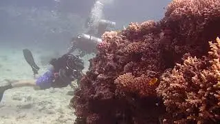 Hard coral and divers