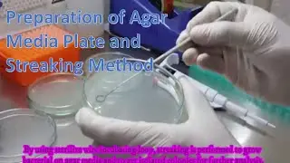 Preparation of Agar Media plate and Streaking Method for Microbial Growth