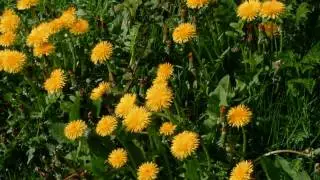 Common Wild Flowers of Britain and Ireland