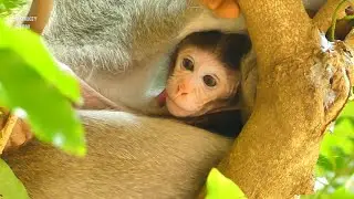 Wow! Big Newborn Baby Monkey Jody Growing so Fast, Baby Monkey Jody Look So Adorable