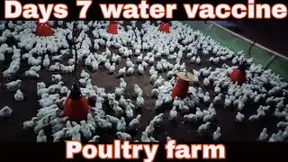Day 7 water vaccine poultry farm | Achievement life memory | broiler farm 7 day chicks water vaccine