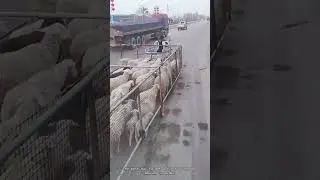 The best way to get a flock of sheep moving in order || How to ||