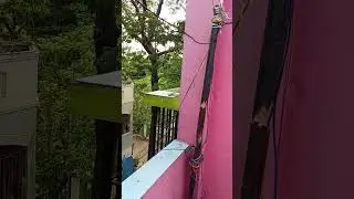 crow eating eggs