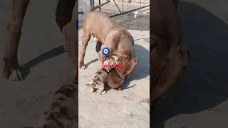 american bully sale in Delhi #music #americanbully #vlog #pets #ytshorts #pitbull  #funnydog #facts