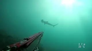 Pescasub Lanzarote 04/09/2019 - Tibur&ograve;n martillo muy acercado! Hammerhead Close Encounter!!