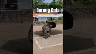 Burung Onta (Struthio Camelus)