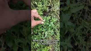 Herbal plant Eclipta alba, Eclipta prostrata, or Urang aring. #shorts #plants #flowers