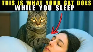 Why Your Cat Watches You Sleep Every Night 😼💤 | The Strange Truth About Feline Attachment