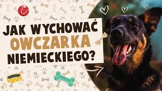 Jak wychować owczarka niemieckiego?