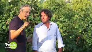 A Colle Umberto &egrave; tempo di vendemmia.