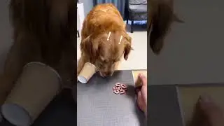Dog regrets his decision real quick   #funnyshorts #animals #dog #funnydogs