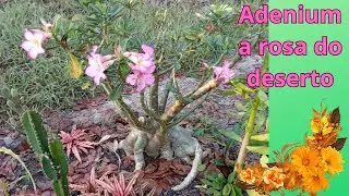 ADENIUM a rosa do deserto - cuidados e reprodu&ccedil;&atilde;o