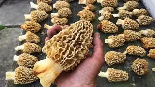 Mushroom Hunting 2020 (HUGE YELLOWS)