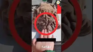 Terrifying creature hiding in your home 😱