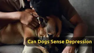 Can Dogs Sense Depression? 😔🐶