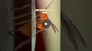 Cara nyamuk menghisab darah #artis #automobile #beritakabar #funny