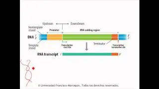 Transcripci&oacute;n