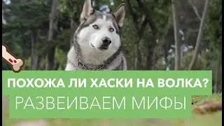 Похожа ли хаски на волка? Развеиваем мифы