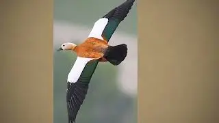 Ruddy shelducks