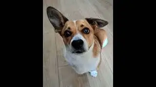 Bibi is available for adoption in the UK | Paws2Rescue