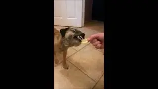 10 Funniest Border Terrier Videos | Funny Animals