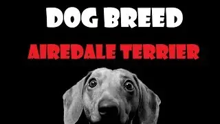 DOG BREED - Airedale Terrier [ENG]
