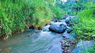 Forest River Ambience for Deep Calm