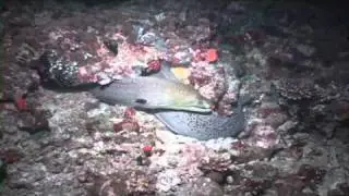 Crazy Giant Moray Eel with live fish twitching in its throat!