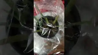 How to protect aloe vera plants #shorts #aloevera#plants