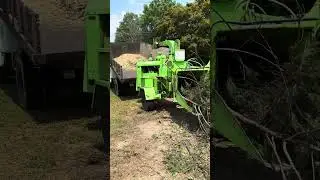 Bandit chipping whole trees #tree #shorts