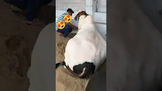heavy weight bull , jungle on terrace #cow #jungleonterrace #cattlemarket #cowmandi #mandivlogs