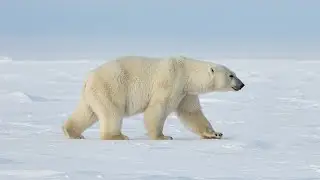 Epic Rescue Mission: SAR Team Successfully Removes Giant Shell from Polar Bear&rsquo;s Back!