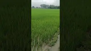 #unfrezzmyaccount #sabujyt