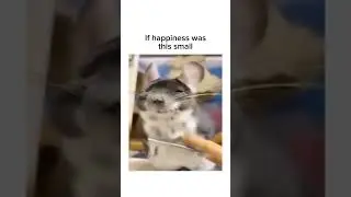 Subscribe for more inspiring content!#cute #chinchilla #wholesome