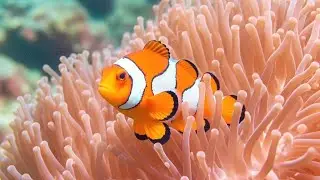 The Ultimate 4K Aquarium Experience 🌊| Mesmerizing Jellyfish, Colorful Corals & Rare Ocean Creatures